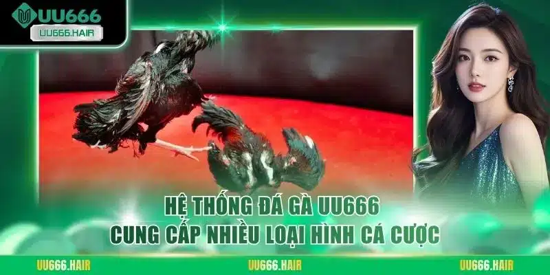 Hệ thống đá gà UU666 cung cấp nhiều loại hình cá cược