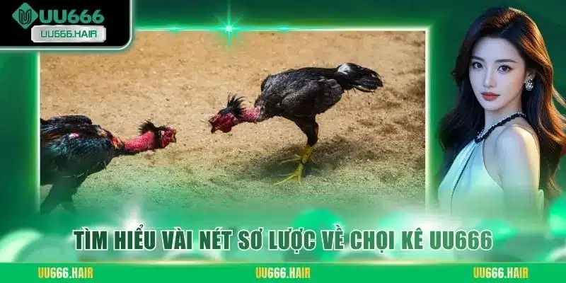 Tìm hiểu vài nét sơ lược về chọi kê UU666